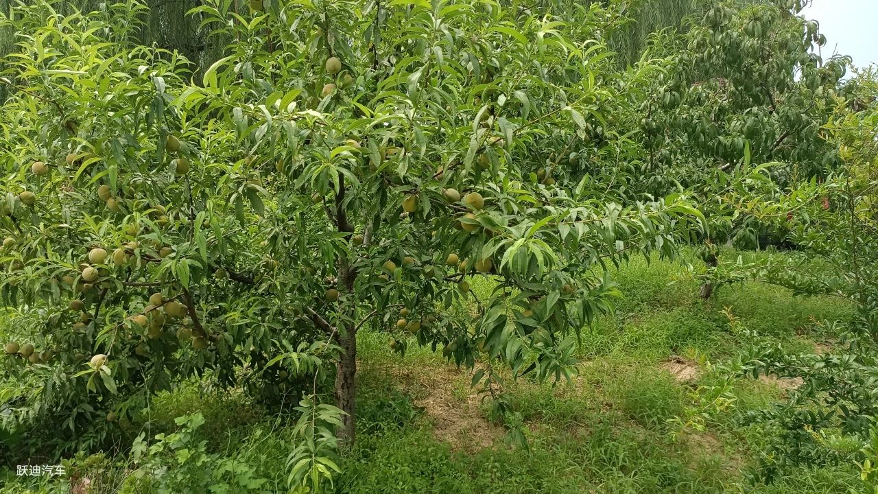 企業風采丨帶您領略躍迪美景